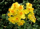 دافودیل,Wild jonquil, Daffodil
